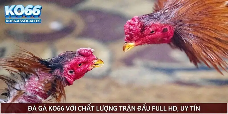 da-ga-ko66-voi-chat-luong-tran-dau-full-hd-uy-tin